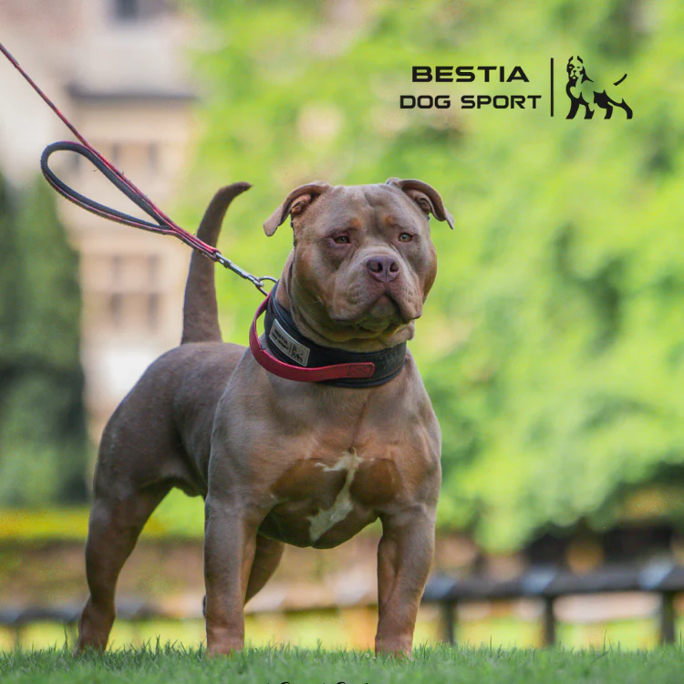 Unrivaled Luxury for Your Dog