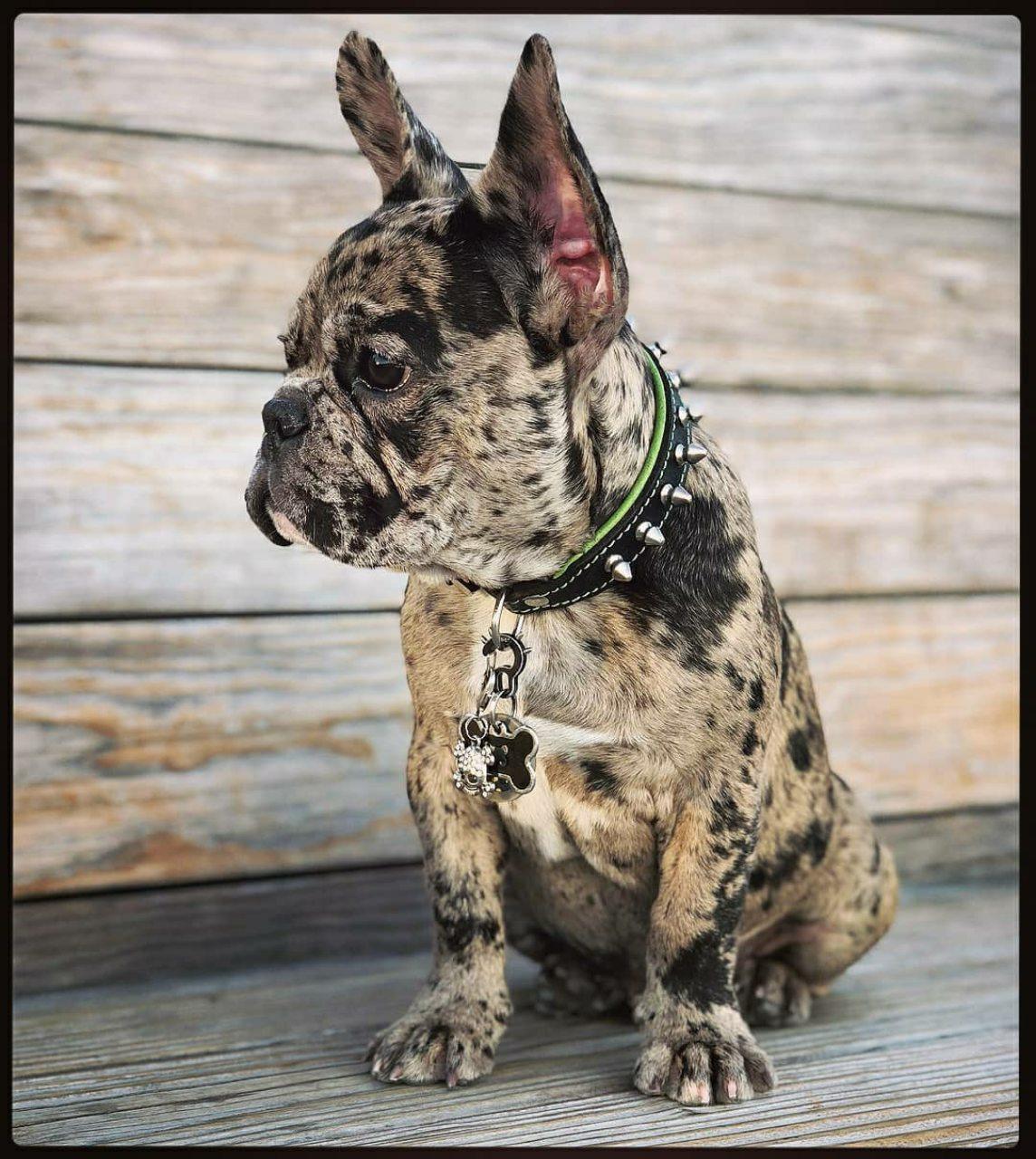 "Spiky" collar - Image 7