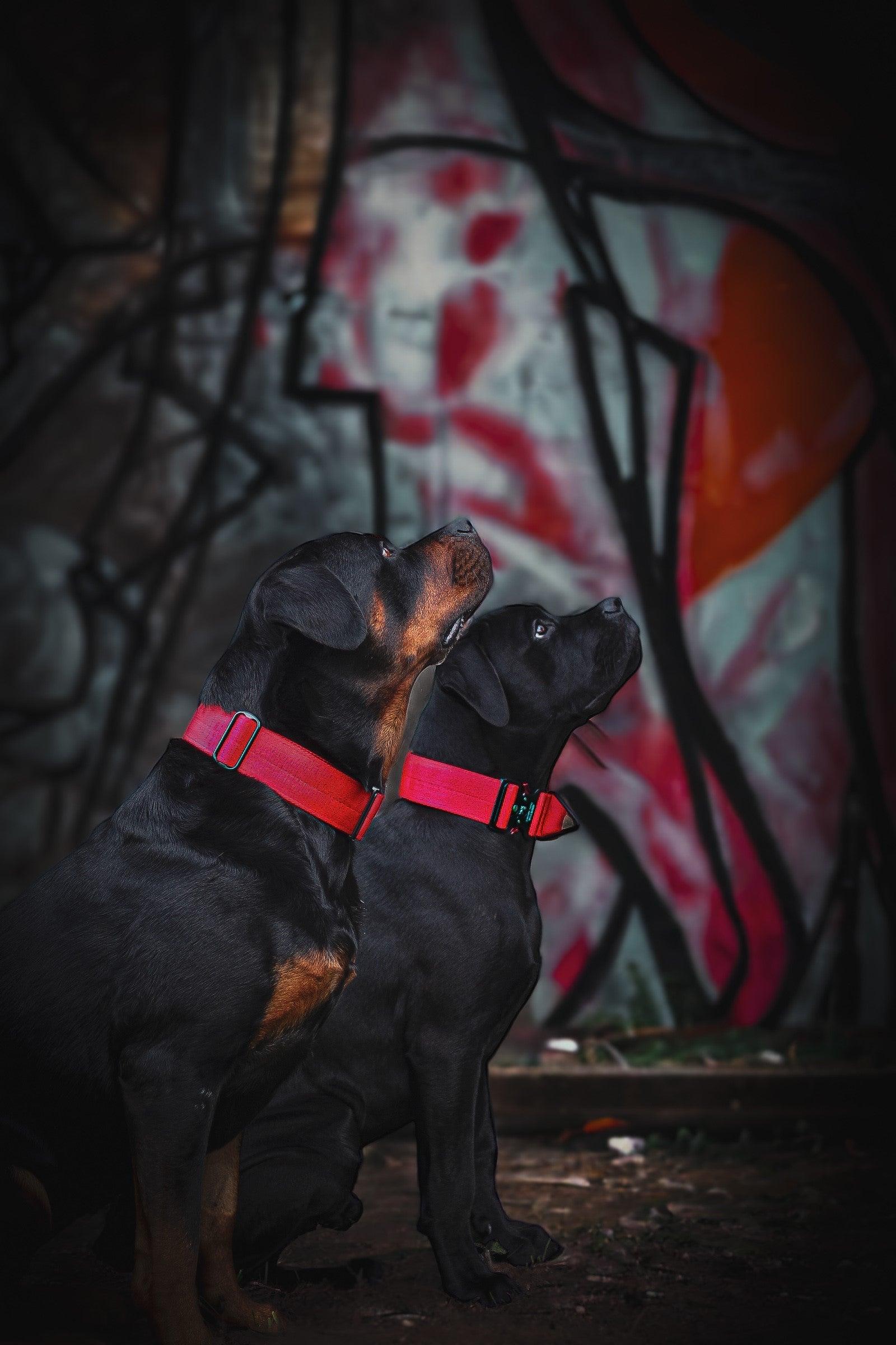 Bestia Dog Sport GripPro Handle Collar - Image 9