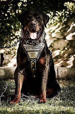 The "Metal" harness- Personalized! - Image 3