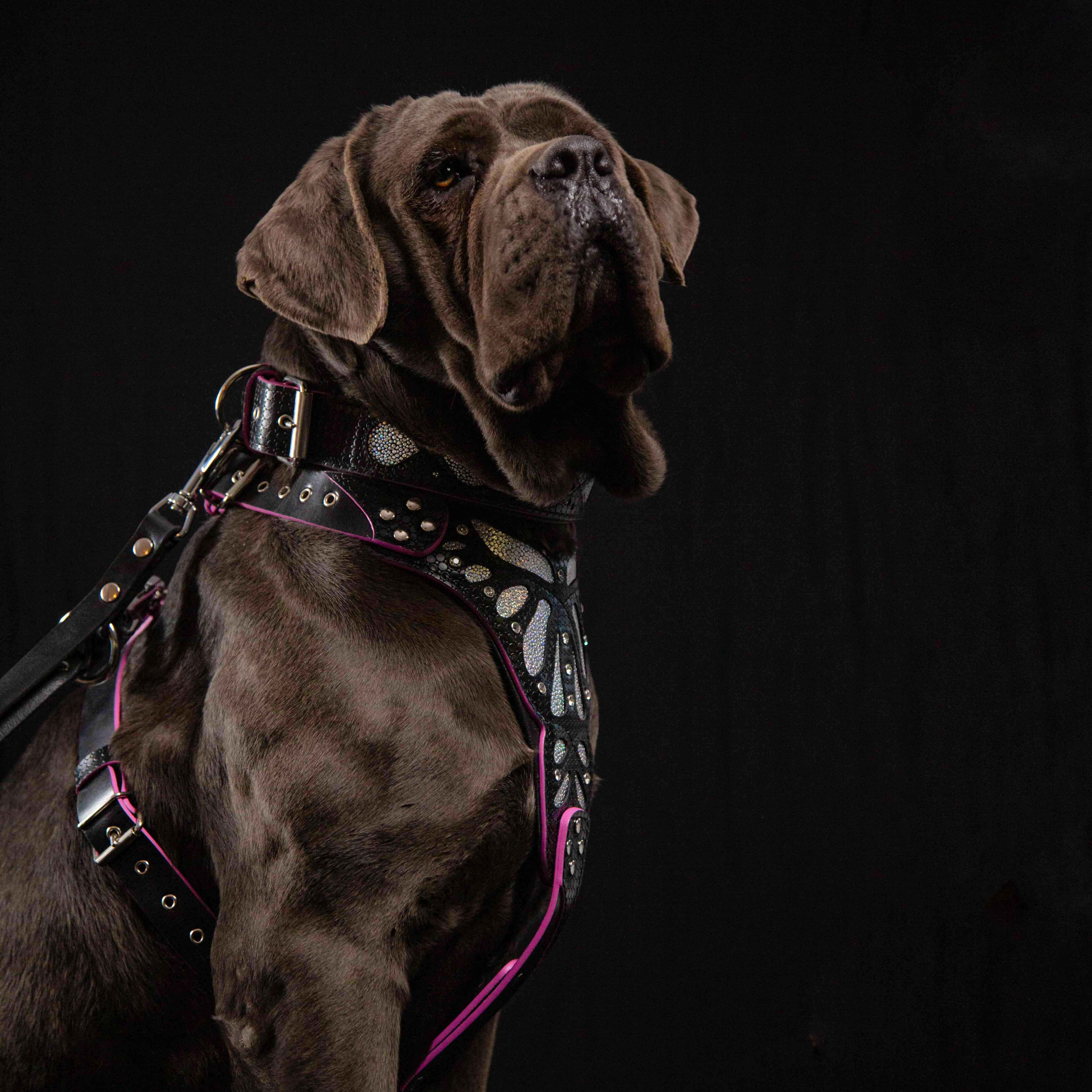 The ''Ariel'' collar - Image 5