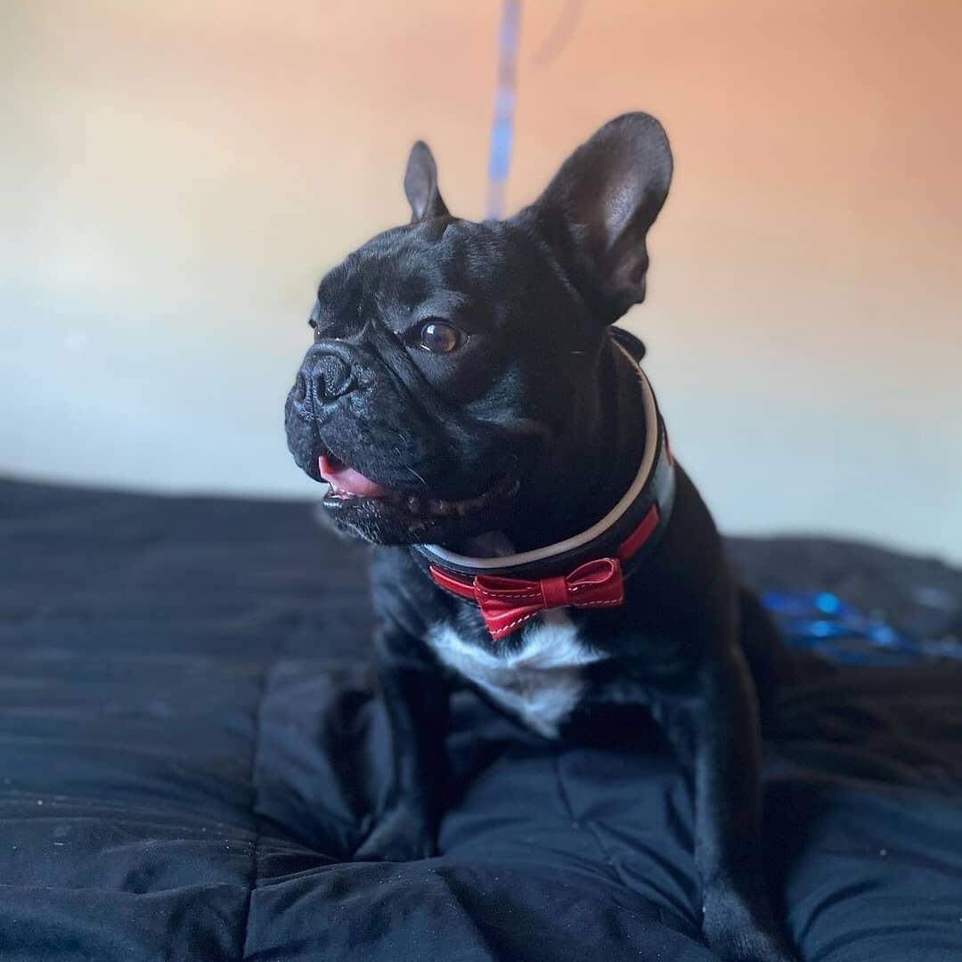 The "Bowtie" collar black - Image 3