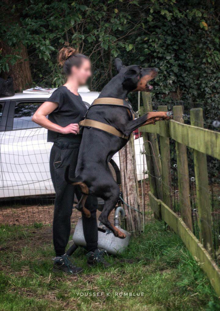 BESTIA DOG SPORT GripPro Heavy Duty Harness - Image 10