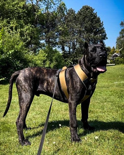BESTIA DOG SPORT GripPro Heavy Duty Harness - Image 6