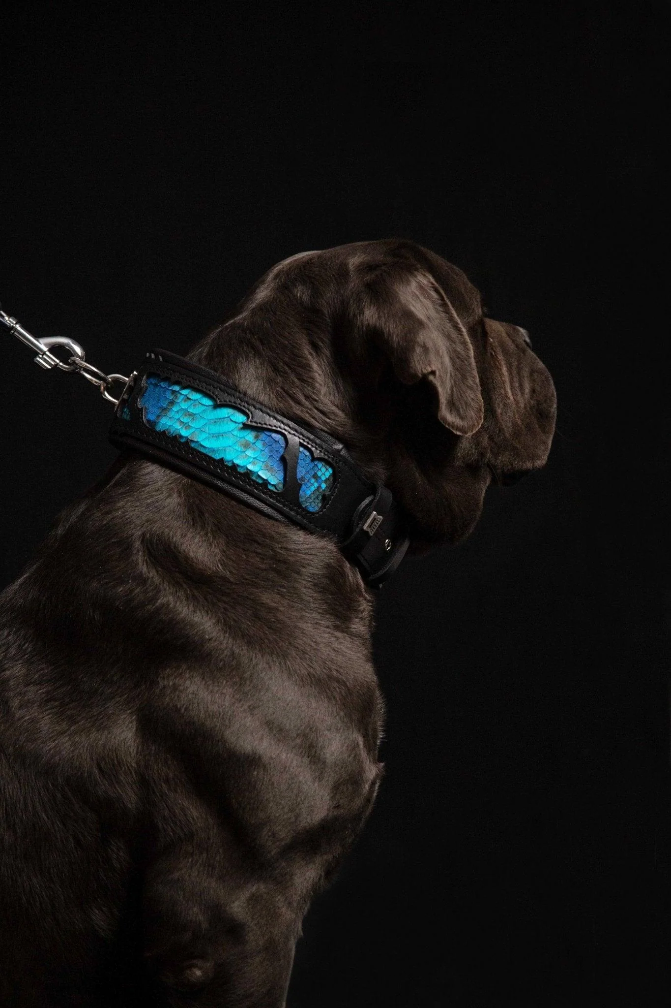 The ''Morelia Python'' collar - Image 6