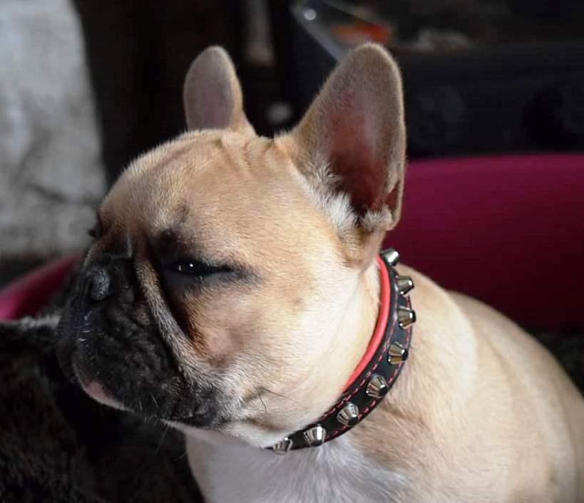 The "Rock" collar - Image 6