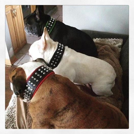The "Stud" dog collar - Image 3