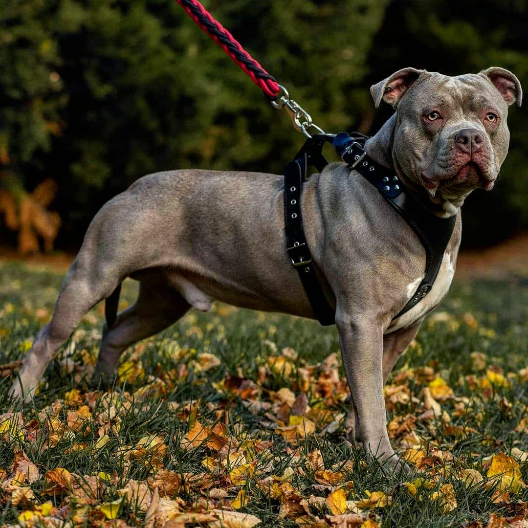 The ''Style'' harness Black - Image 2